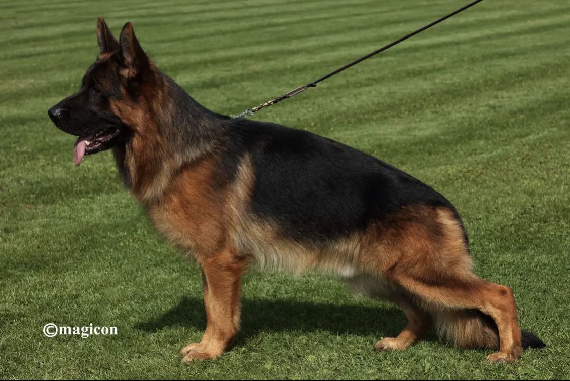 Grimm della Valcuvia